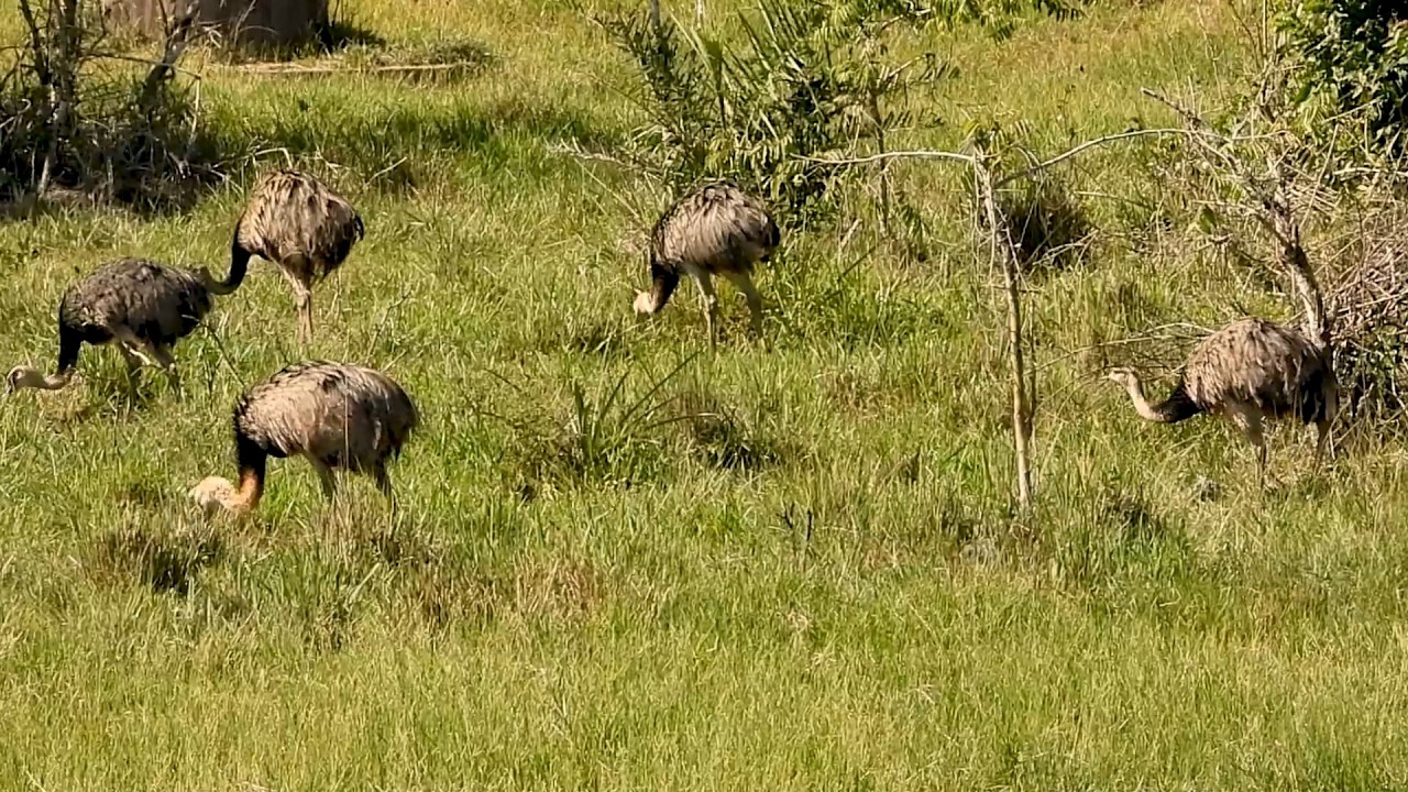 Ema: Bando (Rhea americana), Greater Rhea, Pastoreando, Macho com seu harém.