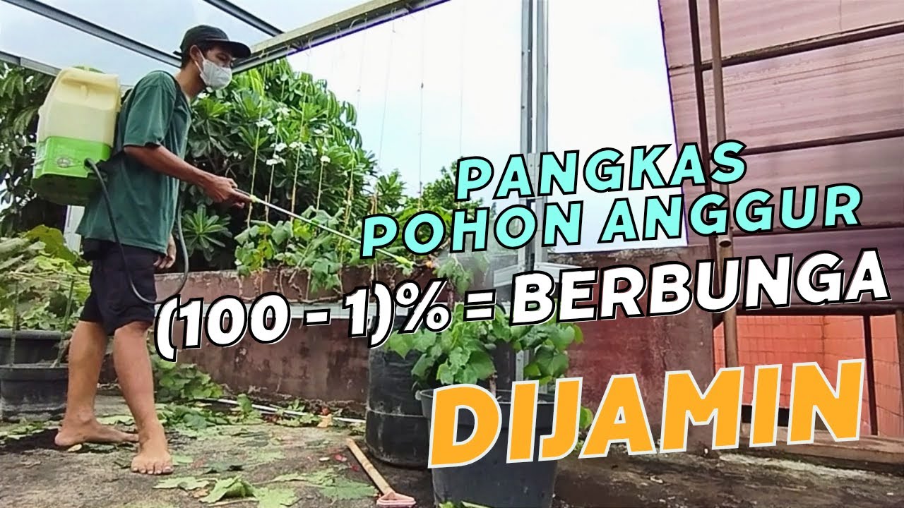 Tritmen Pangkas Pembuahan Anggur 99% Nongol Bunga