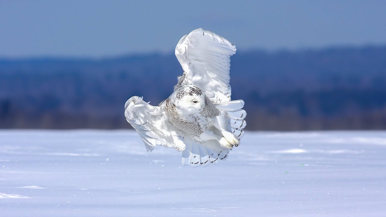 Harfang des neiges / Snowy Owl