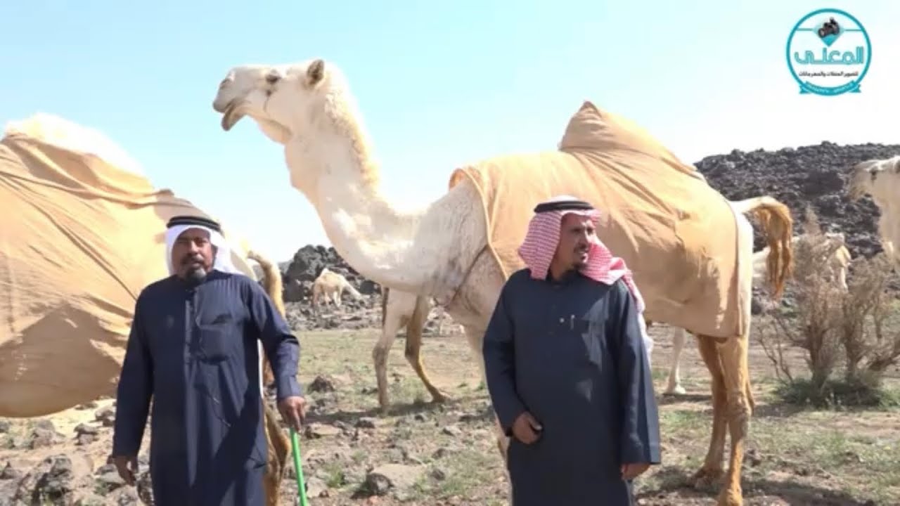 منقية مالك الابل  عبدالمحسن حبيني المهلكي المطيري