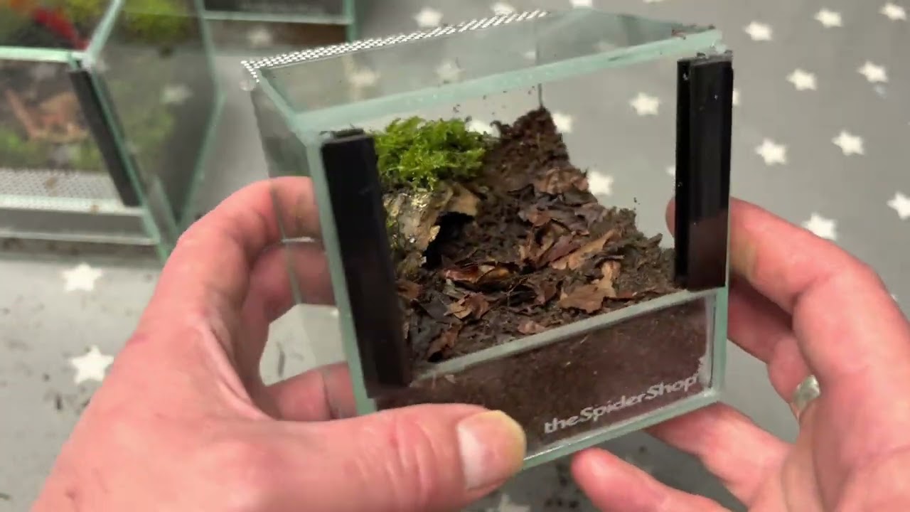 The Spider Shop Glass Terrariums