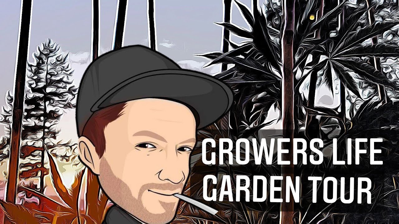 GROWERS LIFE - GARDEN VIEWS / CALOFORNIA CANNABIS FARM EMERALD TRIANGLE