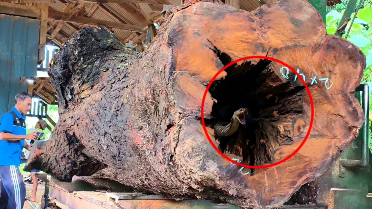 Too big and harder than iron!! Brutal cutting of a 180 foot oak log inside a sawmill