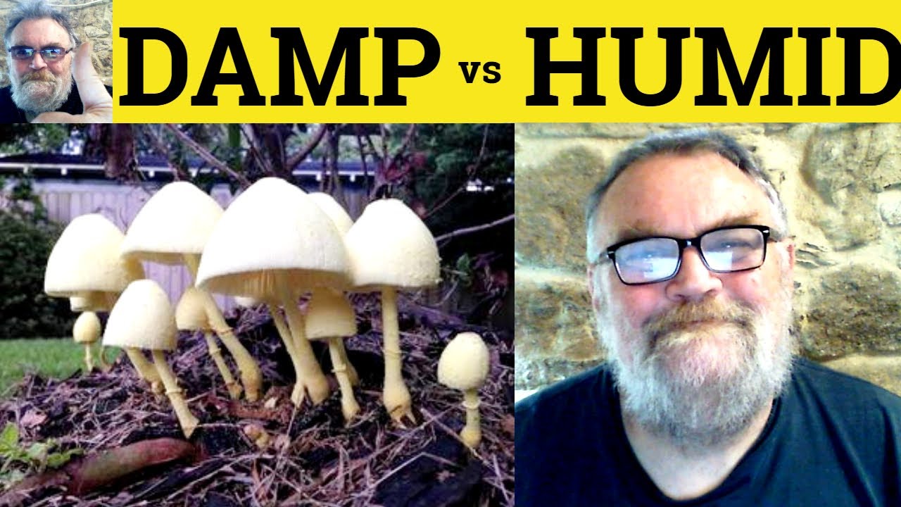 😎 Damp vs Humid Meaning - Damp Defined - Humid Examples - Damp Definition - Humid or Damp