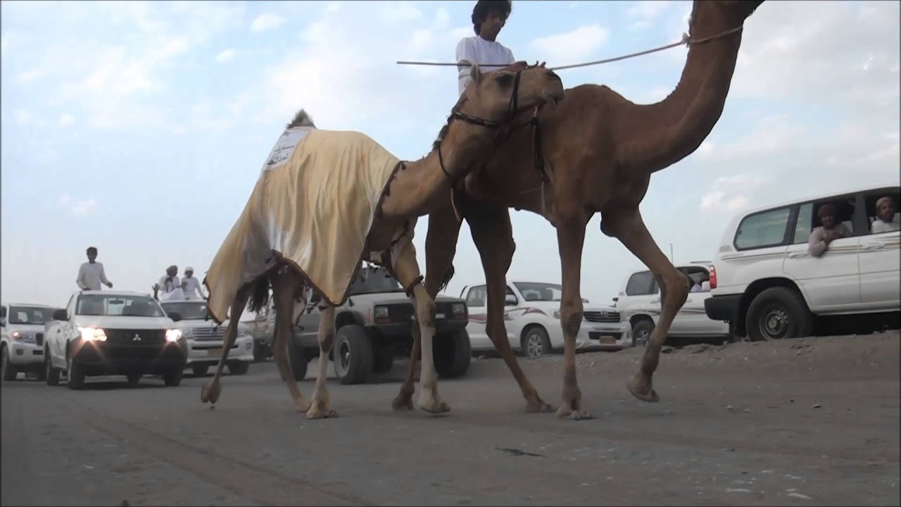 مسيره سمحه الخليج لـ غالب بن سعيد الرشيدي
