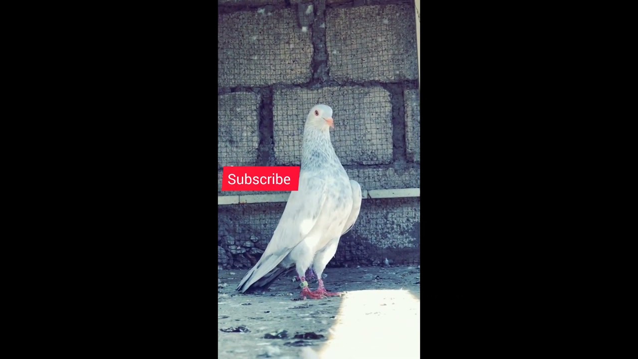 Saleti Kamagar Kabootar || Kamagar Saleti Kabuter || BurhanBirdsWorld