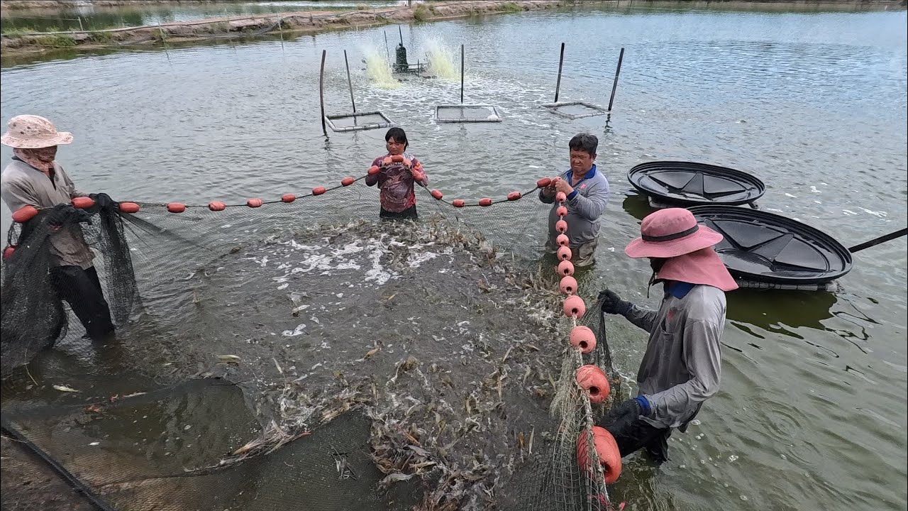 Panen udang 🦐 🦐 pakai jaring panjang..😱😱