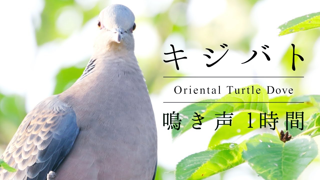 キジバトの鳴き声BGM1時間【2022ver】