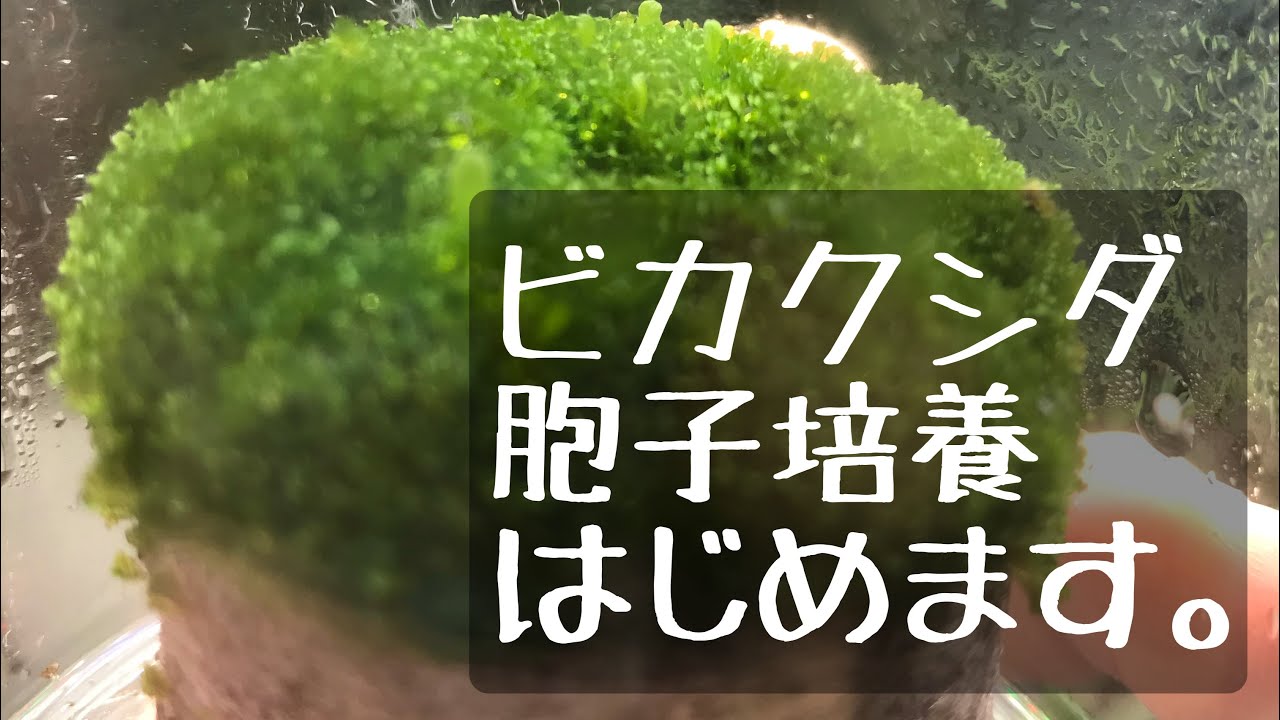 【ビカクシダ育成記録】胞子栽培はじめます。
