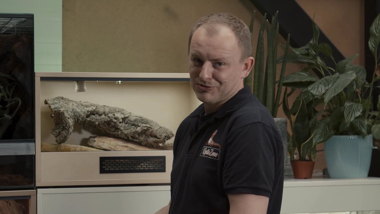 #03 Agama Brodata - terrarium oświetlenie i podłoże pogona vitticeps