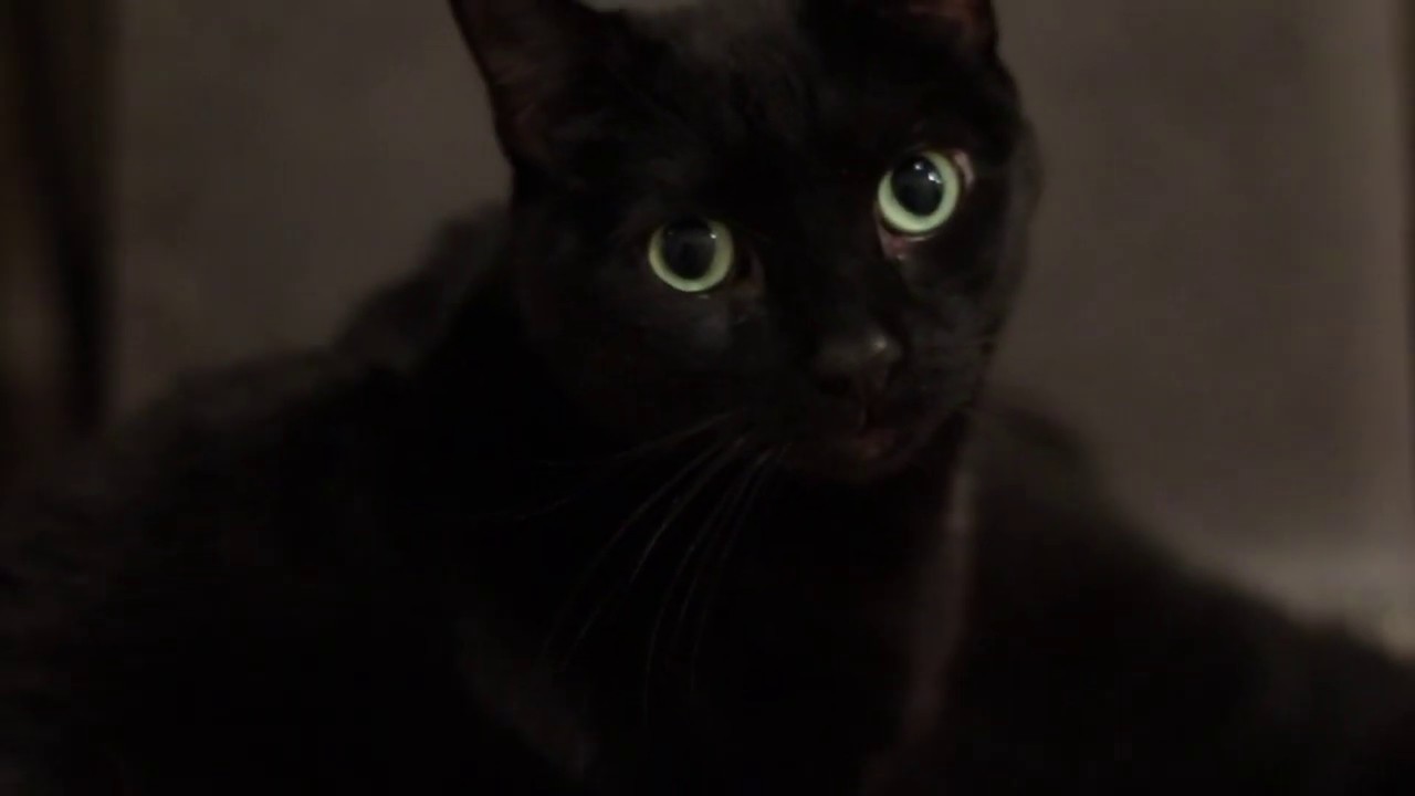 Canon SL2 200D Test Footage After Minor Manipulations in Imovie.