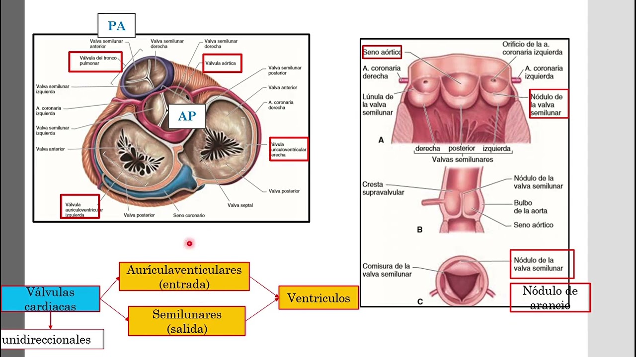 FISIO CARDIO PARTE 1