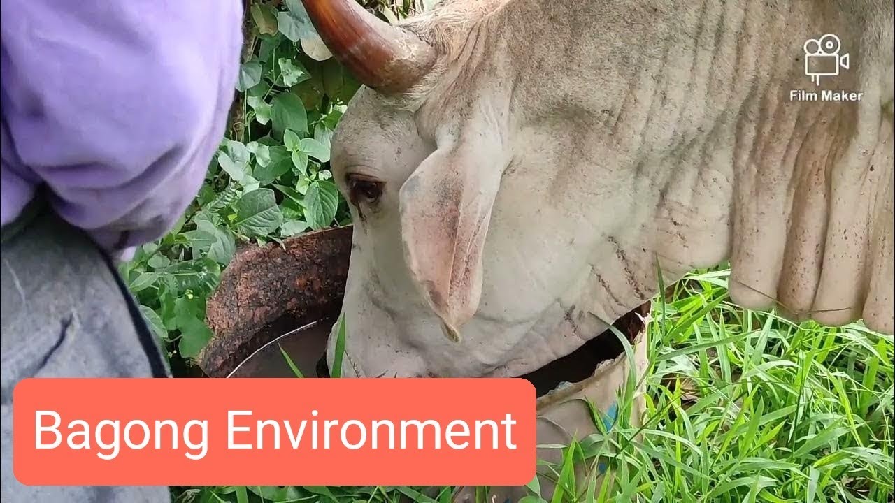 Blessing ng Pastulan