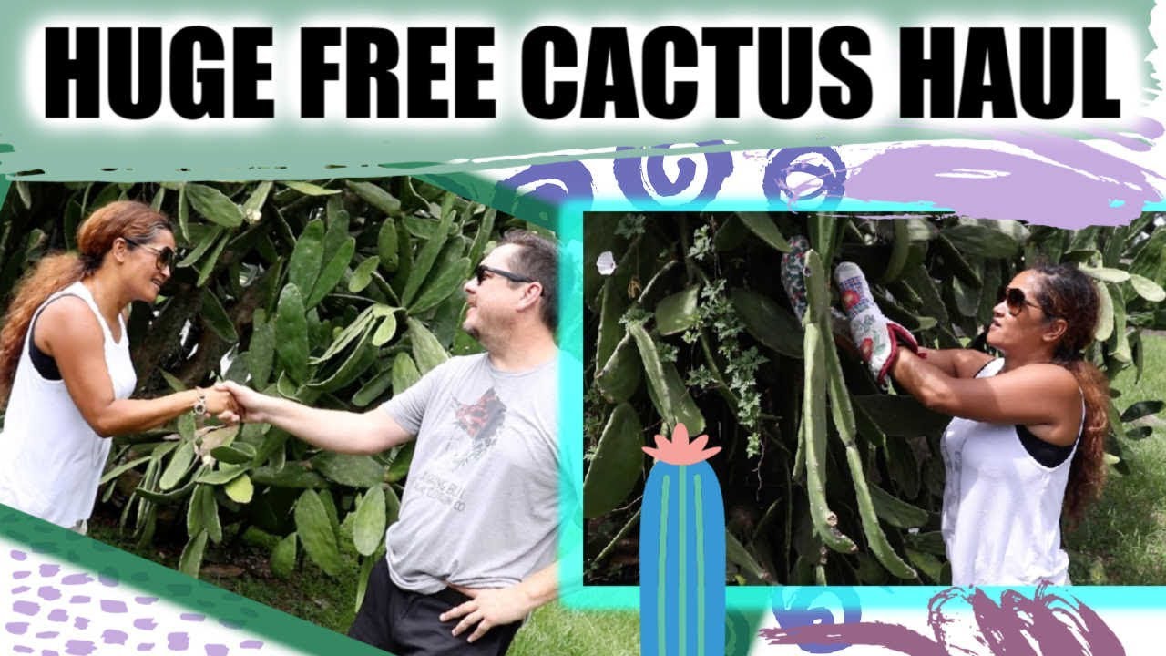 U PICK FREE Cactus - Haul & Adventure / Peruvian Apple, Prickly Pear, Succulent, Edible Fruiting