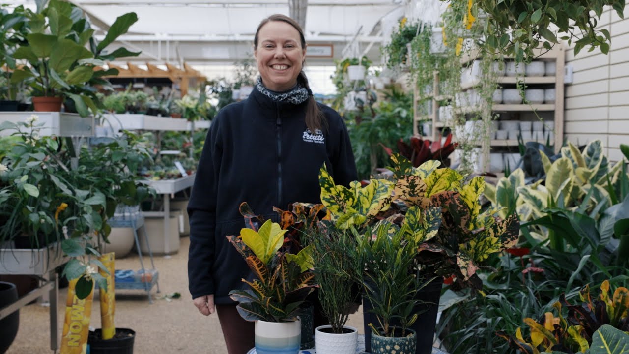 PETITTI Croton Spotlight | How to Grow, Care For, and Propagate