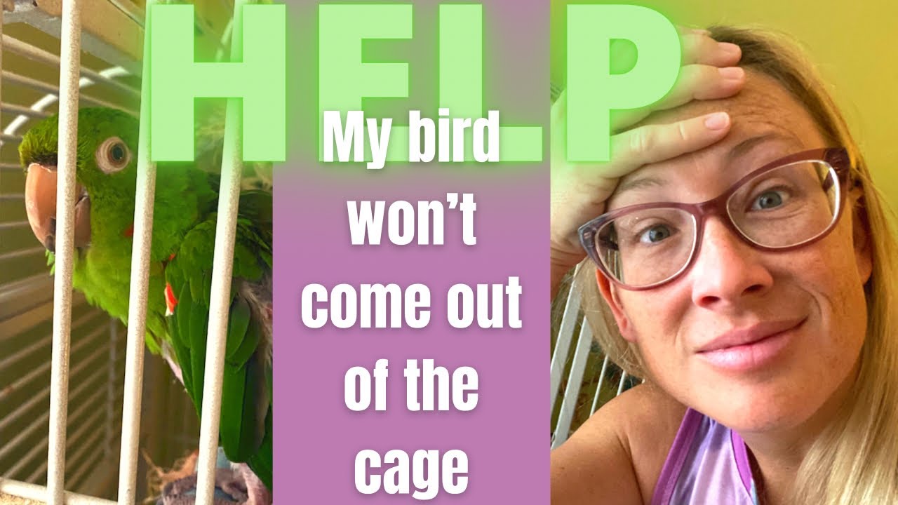 MY BIRD WON'T COME OUT OF IT'S CAGE | TEACHING POSITIVE PARROT INTERACTION