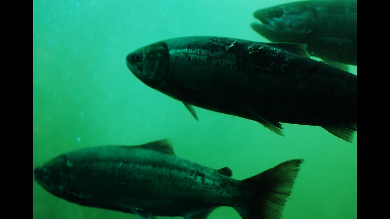 Amazing Fish Ladder of Seattle WA USA (Video from viewing windows )