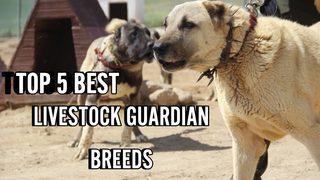 Guardians of the Flock: Exploring the TOP 5 LIVESTOCK GUARDIAN DOG BREEDS!