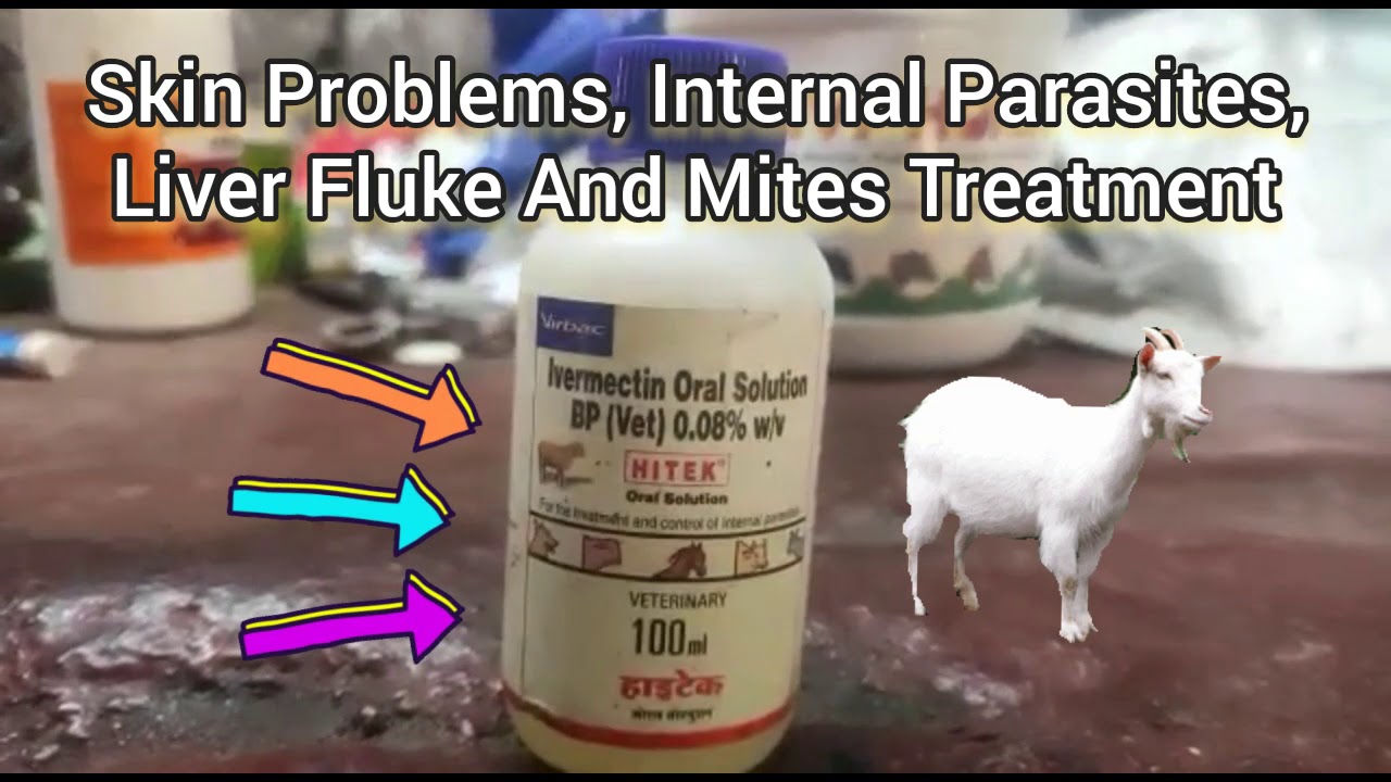 Goats Skin Problems, Internal Parasites, Liver Fluke And Mites Treatment Al Qawi Goat Farm Kolkata.