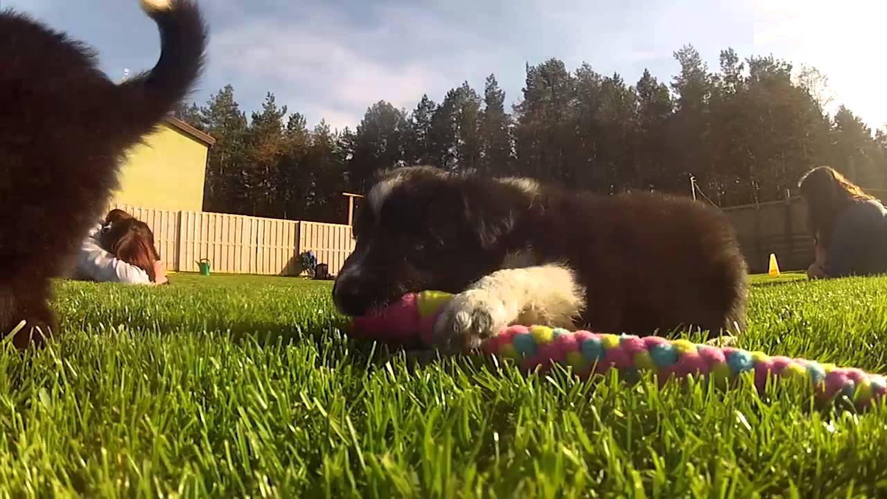 GoPro HD Hero 2 surrounded by border collie puppies + agility bonus