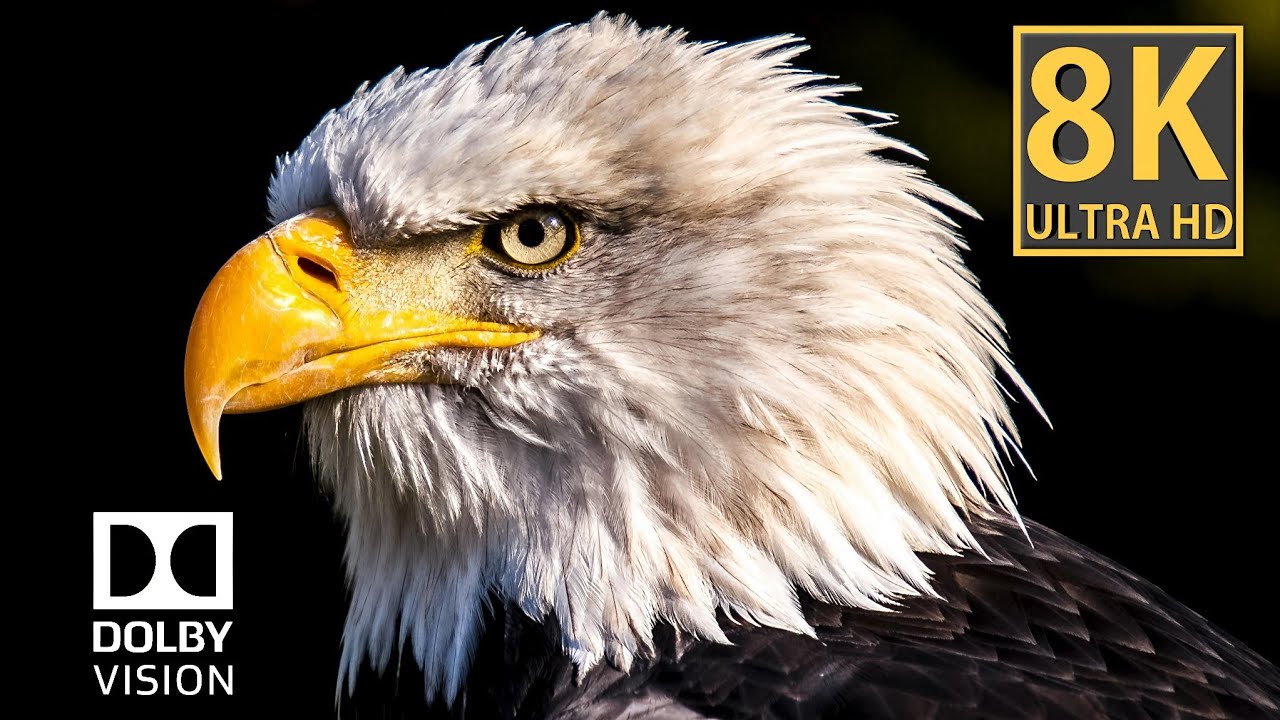 Real 8K HDR | Dolby Vision 2 Demo – The Ultimate OLED & QLED Test
