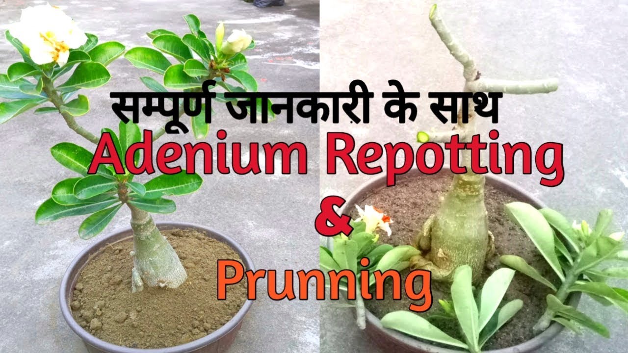 अडेनियम को रीपाॅट करने का सही तरीका।।सम्पूर्ण जानकारी के साथ।।इस तरीके से करें मिट्टी को तैयार।।