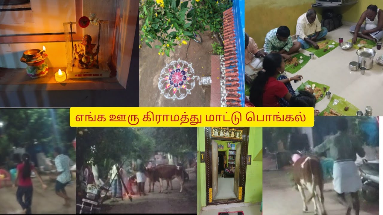 எங்க கிராமத்தில் மாட்டு👍🌺 பொங்கல் கொண்டாட்டம் 👌✨pongalcelebration#