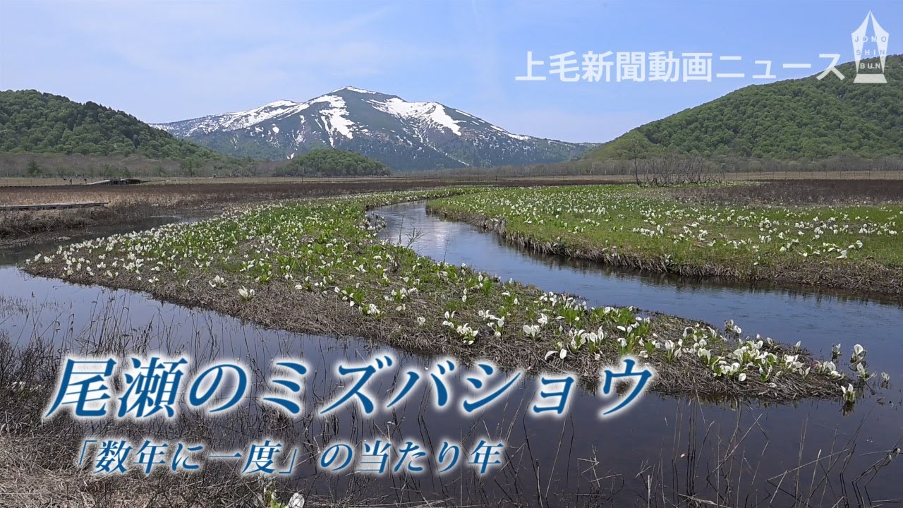 尾瀬のミズバショウ「数年に一度」の当たり⛰鳩待峠（群馬県片品村）から尾瀬ヶ原を目指す※2025年6月2日撮影