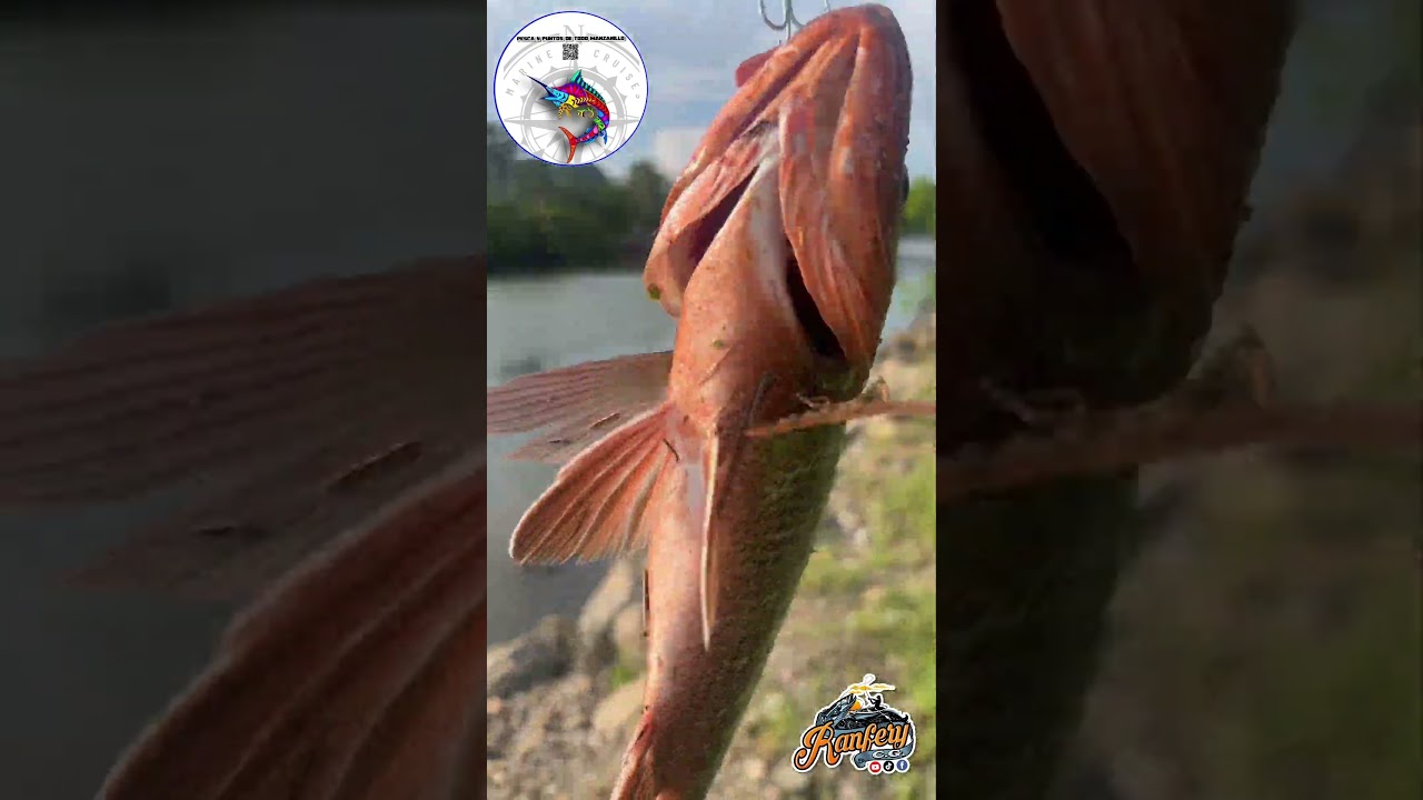 Pesca de pargos, 23 de septiembre del 2024, Manzanillo Col.,🎣🇲🇽