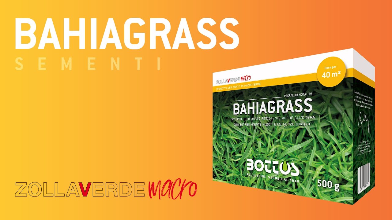 SEMENTI MACROTERME - Bahiagrass (100% Paspalum notatum)