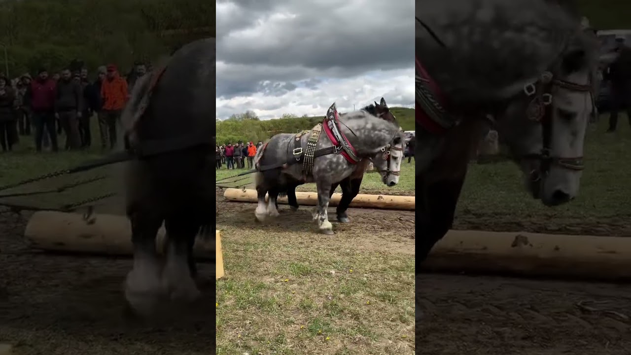 2024🏆Kamienska Podkova | 17.ročník | Medzinárodné preteky | 20.04.2024 | Draft horse pull | SLOVAKIA