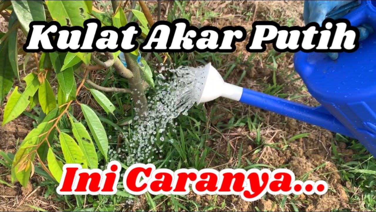 Ini Cara Atasi Penyakit Kulat Akar Putih - Musuh Utama Durian