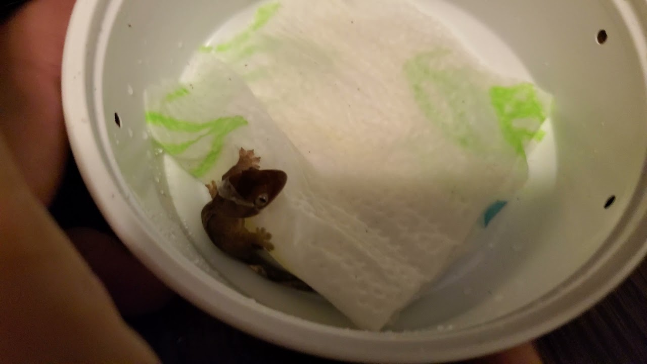 Crested Gecko Hatchling Setup and Feeding