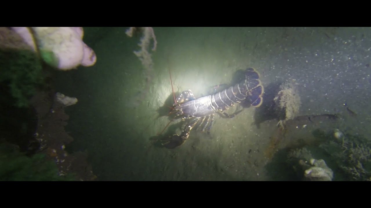 Scuba Diving Rathlin Island, Northern Ireland, Loughgarry wreck, Causeway Coast, Wild Atlantic Way.