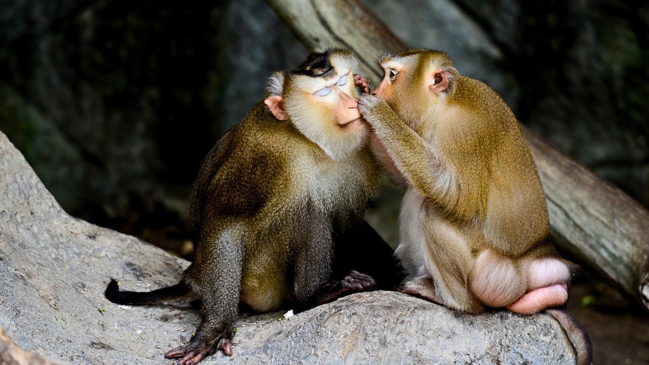 Northern Pig-tailed Macaque: The Playful Primates of Southeast Asia