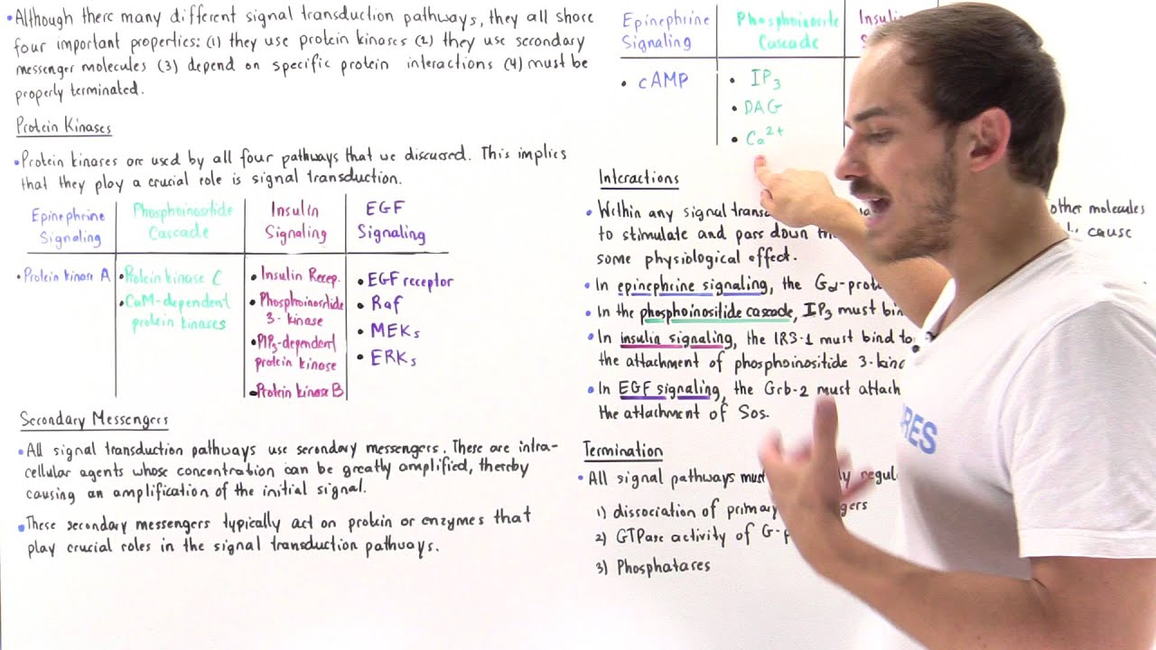 Common Properties of Signal Pathways