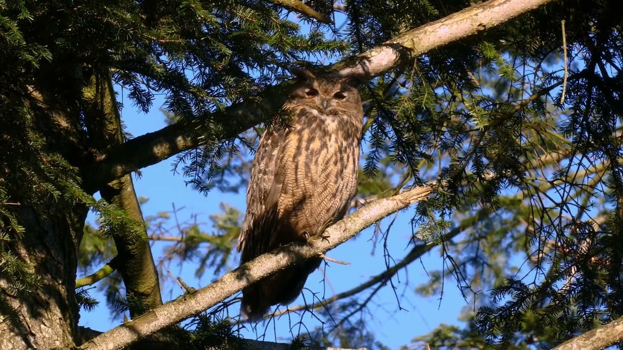Stor hornugle / Eurasian Eagle-owl (Bubo bubo)