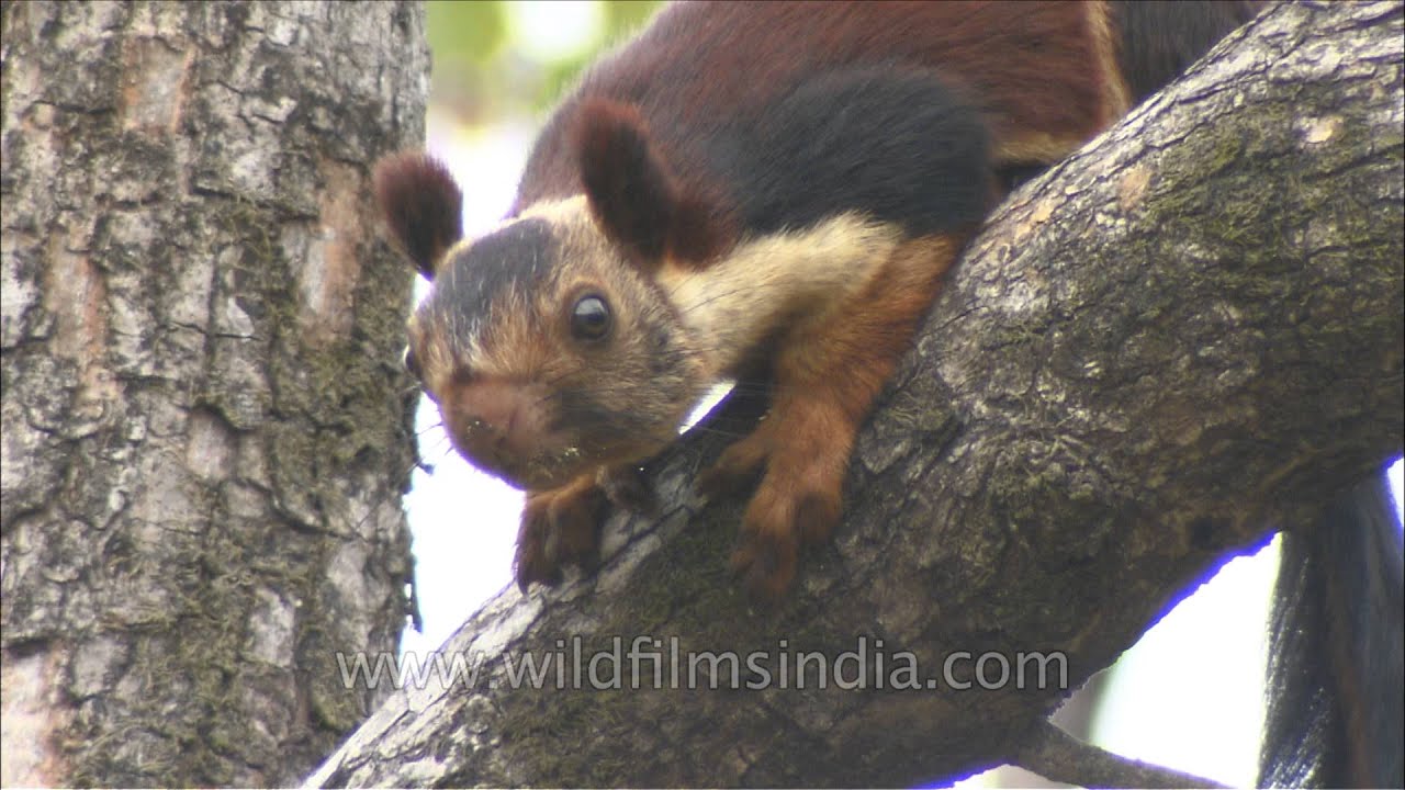 Close-up of Indian giant squirrel or Malabar giant squirrel