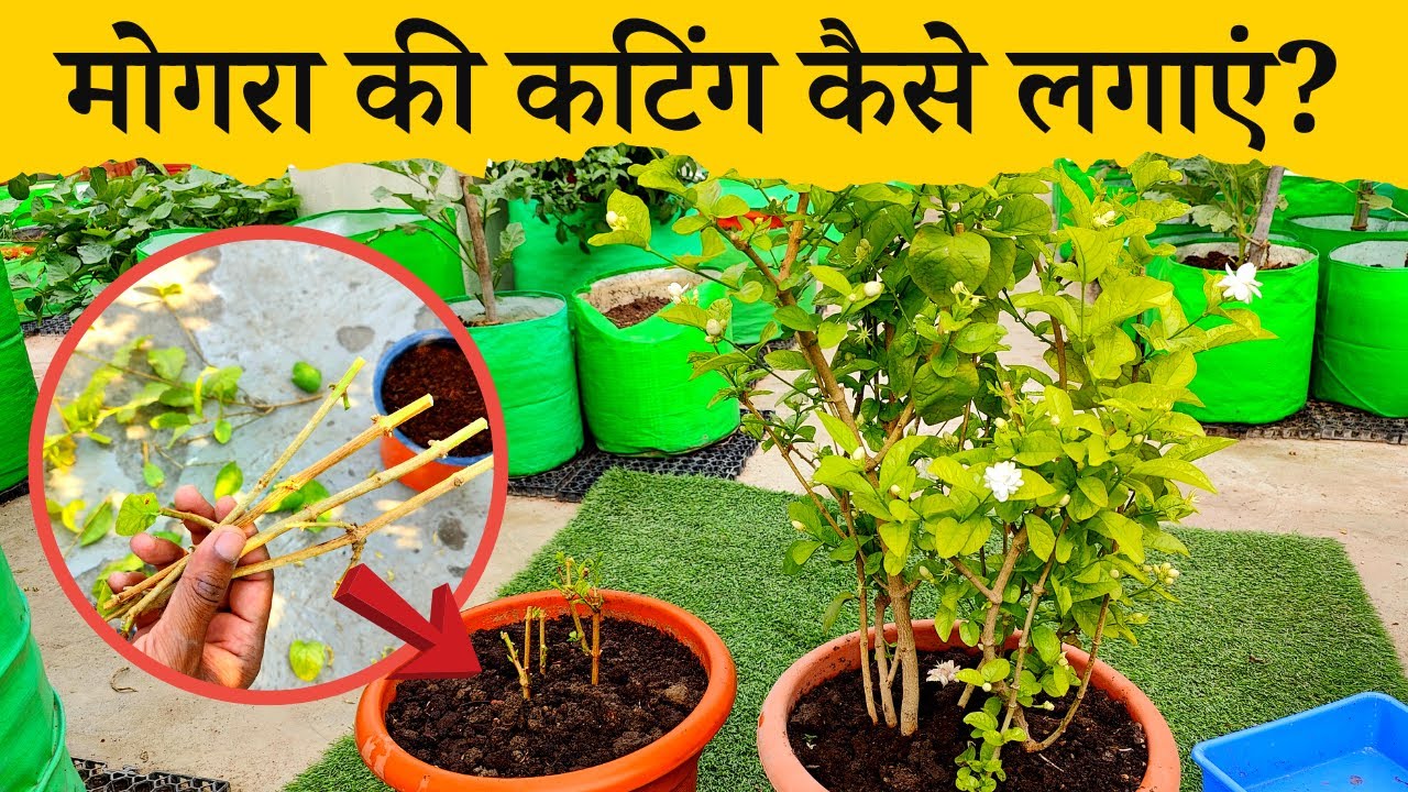 मोगरा की कटिंग कैसे लगाएं? How To Grow Jasmine Plant From Cuttings | Mogra Ki Cutting Kaise Lagaye