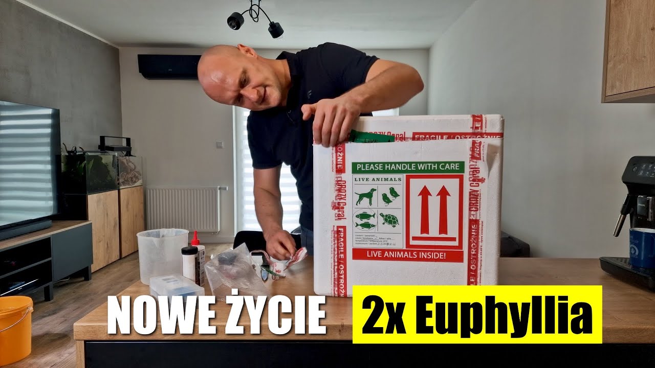 Unboxing koralowc&oacute;w 2 x Euphyllia - nowe życie do morszczaka