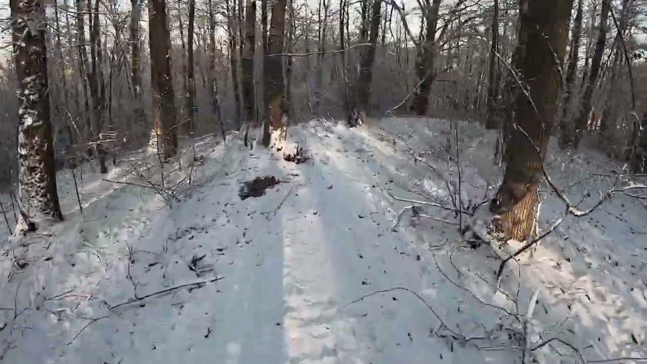 4 Cèdres dans la neige 6 01 2026