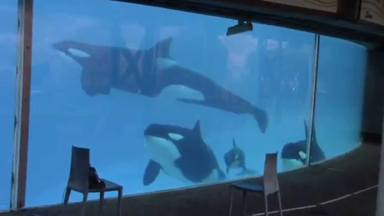 Orkid, Makani, Kalia, Amaya, and Kasatka at the Underwater Viewing (12/23/14)