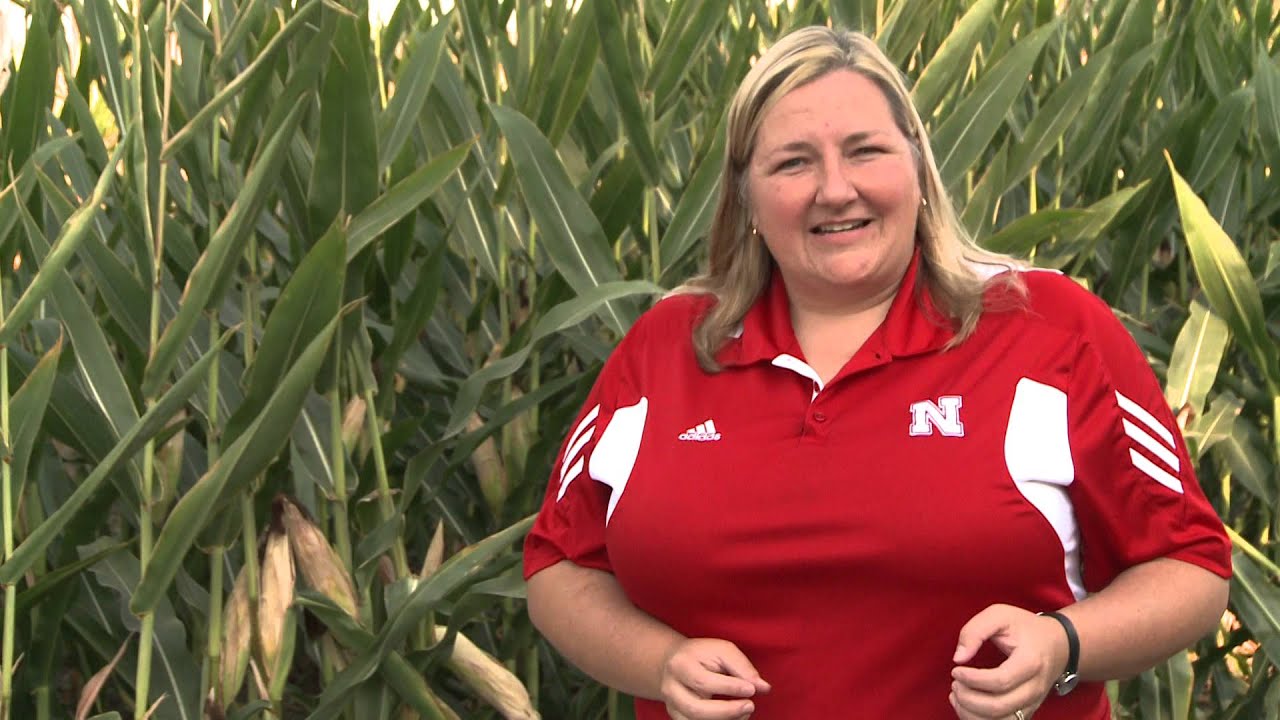 Corn Diseases:  Hail Damaged Corn