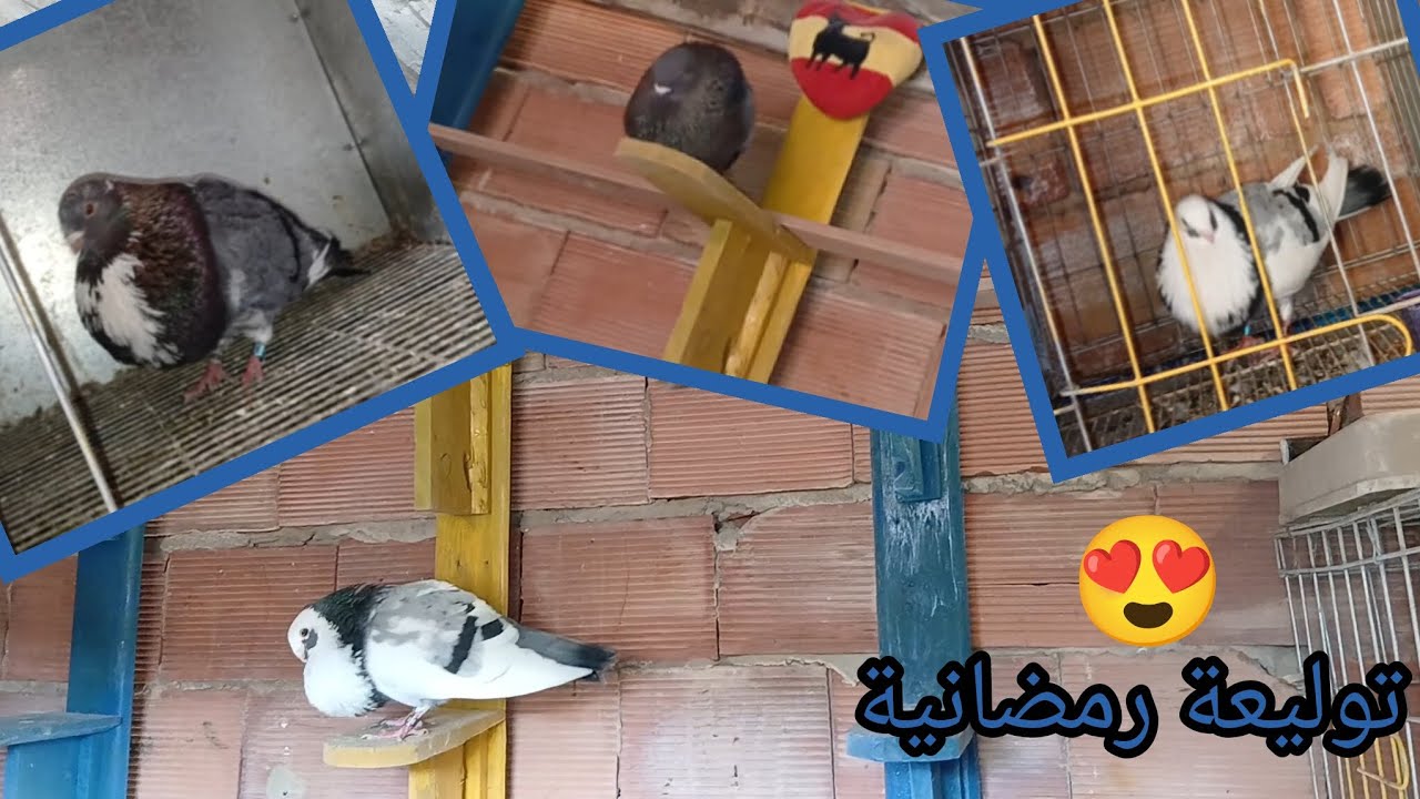 توليعة رمضانية😍 برعاية جيب المغرب💯 ذكور سيفيانوس ماشاء الله🥇