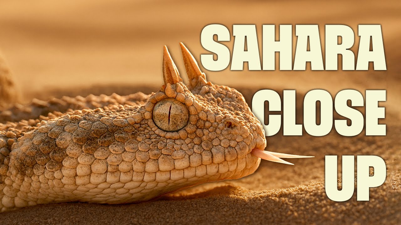 Surviving the Sahara | FULL DOCUMENTARY | Wildest Africa