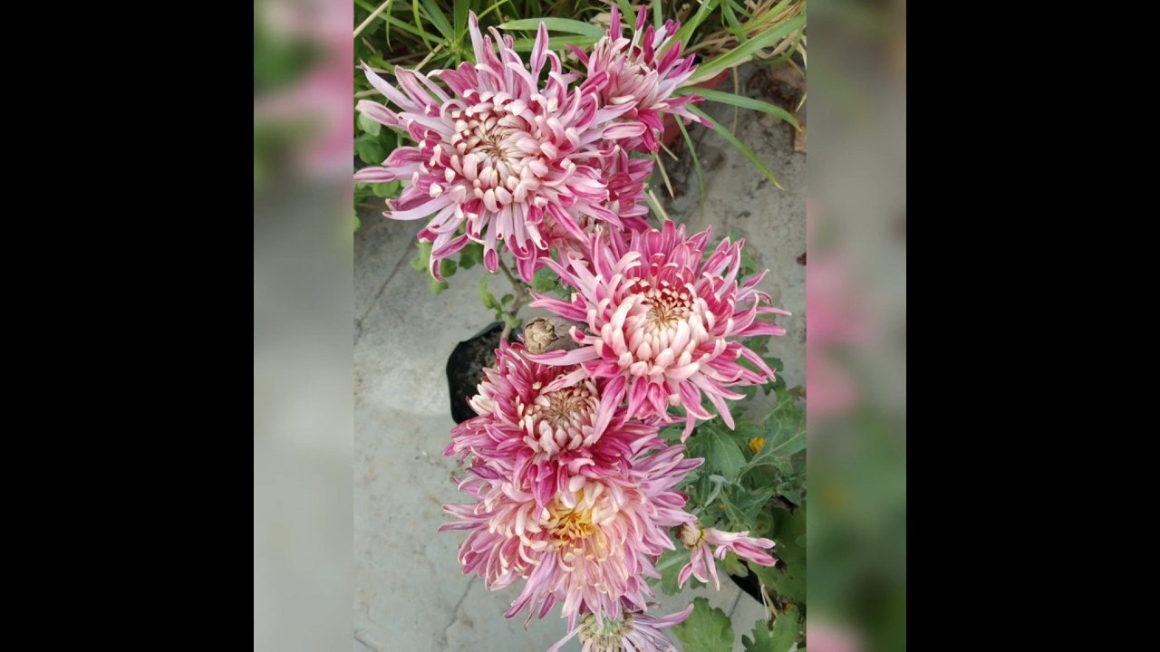 Baagh e Baahaar💞terrace garden #chrysanthemum #bliss