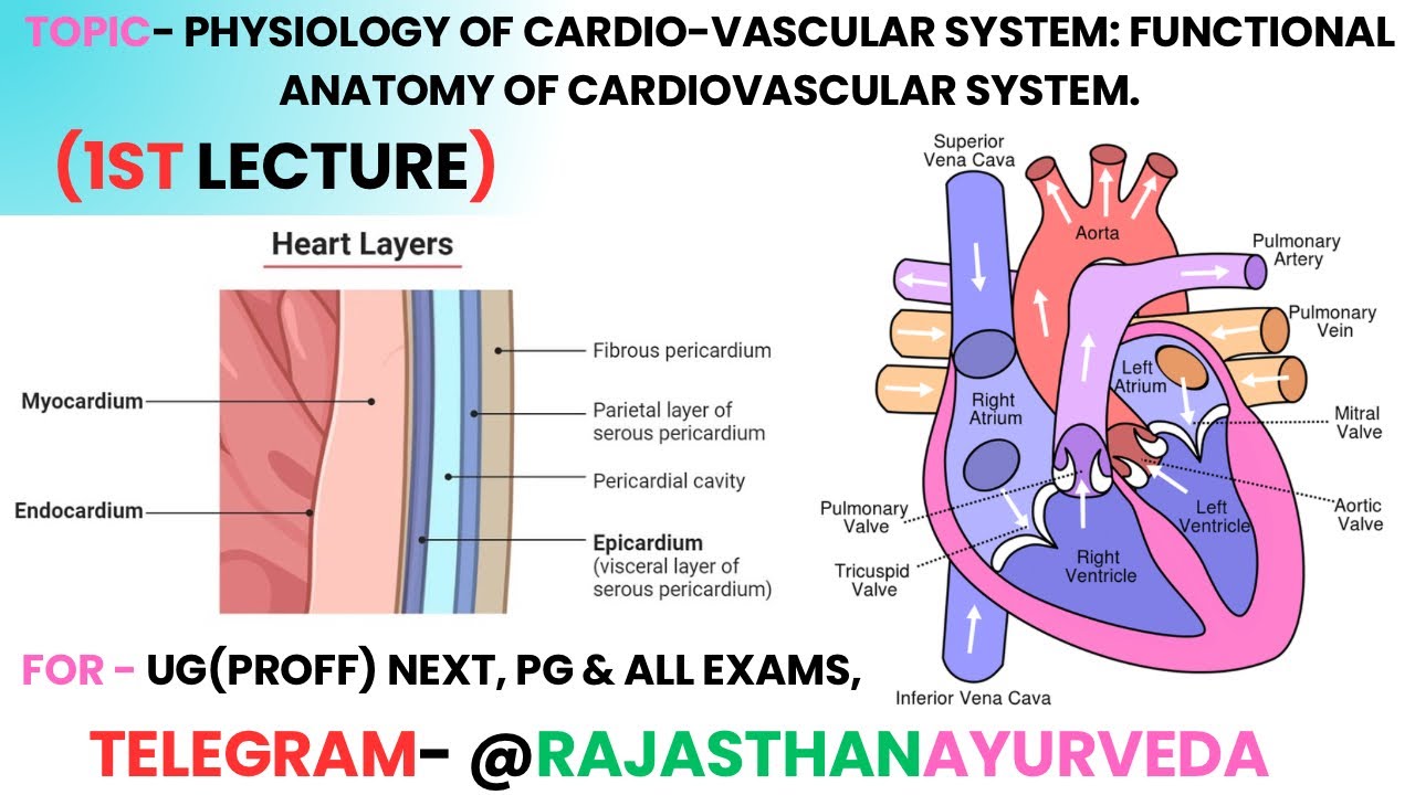 Physiology of cardio-vascular system: Functional anatomy of cardiovascular system In Hindi & English
