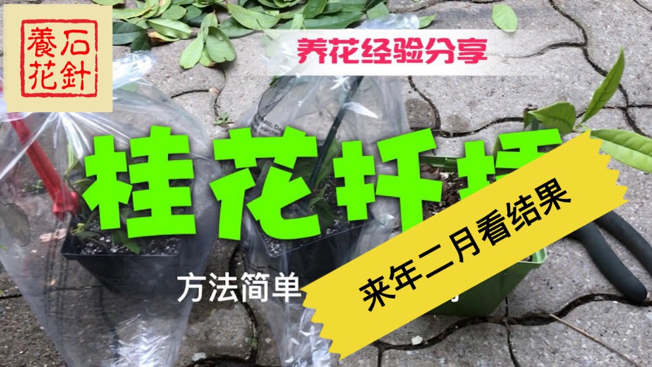 桂花扦插成功了！分析成败原因，帮您提高成功率