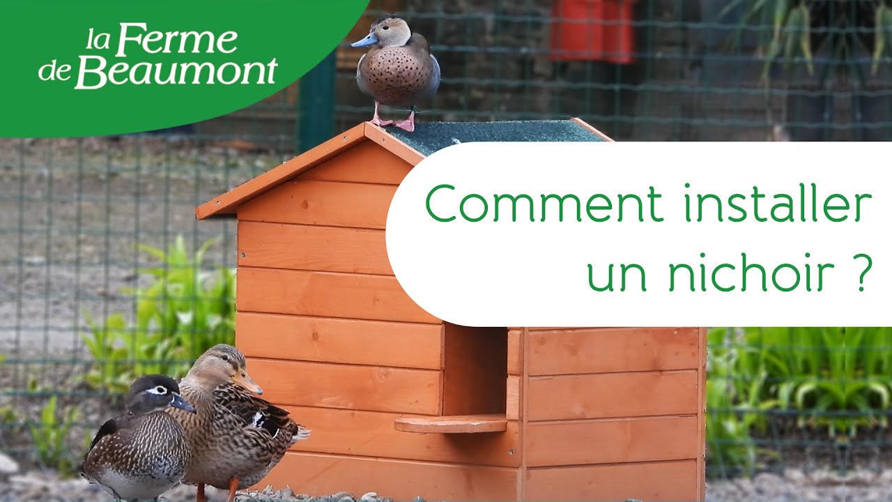 Comment installer un nichoir pour ses canards ? • La Ferme de Beaumont