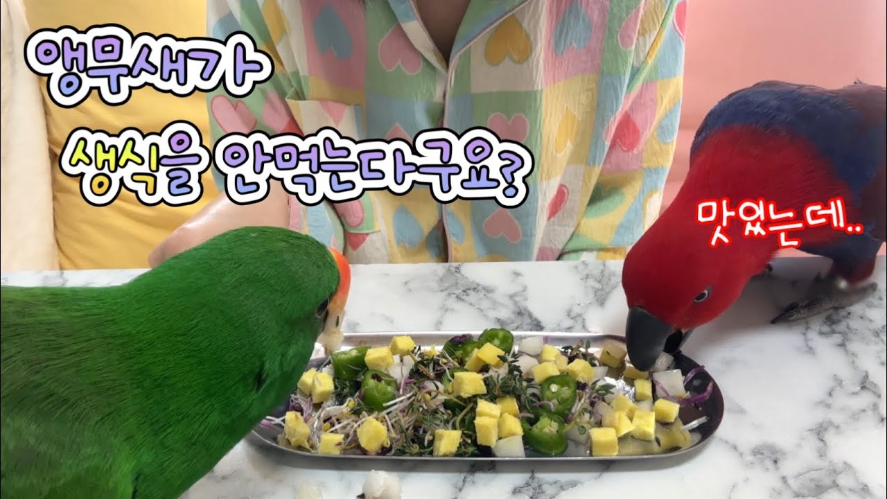 [지구젤리/정보] 앵무새 생식 적응 꿀팁 6가지!